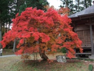 境内の紅葉