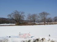 冬の本丸（二の丸方向から）